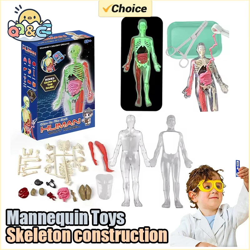 人間の骨格臓器解剖学生物学教育モデルエイズ暗闇で光る人体アセ - Kids Education Music のレビューと価格