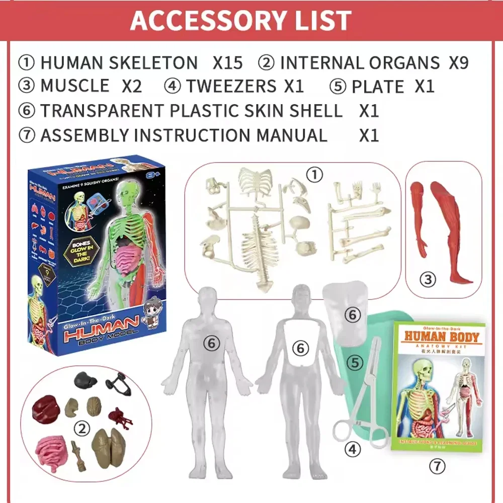 人間の骨格臓器解剖学生物学教育モデルエイズ暗闇で光る人体アセ - Kids Education Music のレビューと価格
